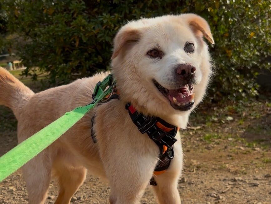 保護犬のお散歩