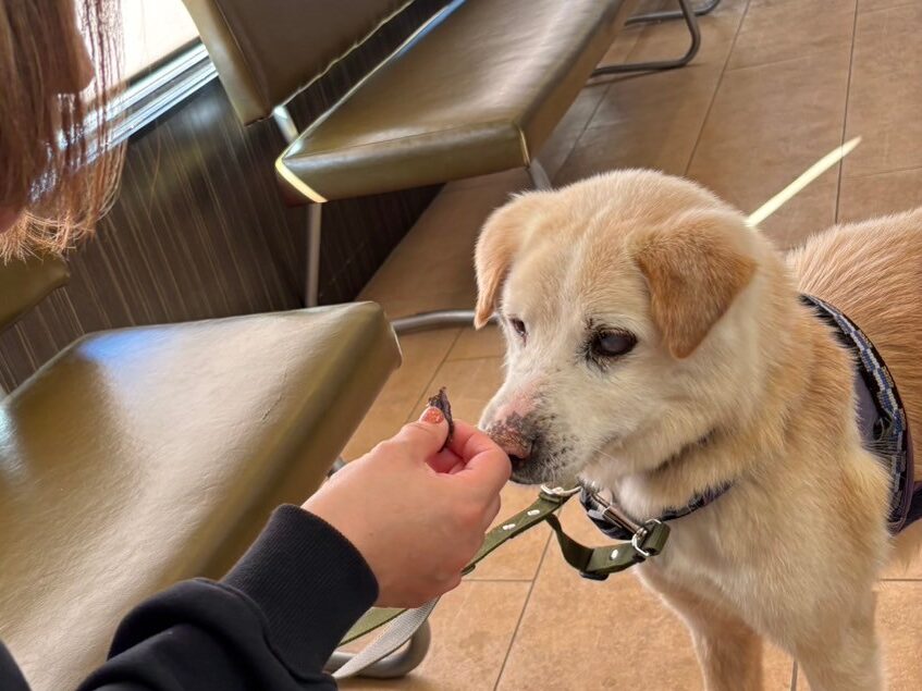 保護犬