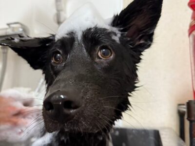 保護犬