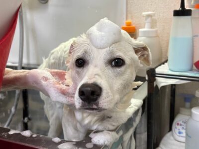 保護犬