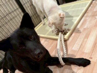 保護犬