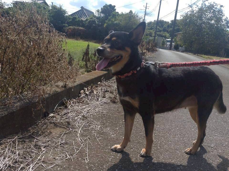 保護犬