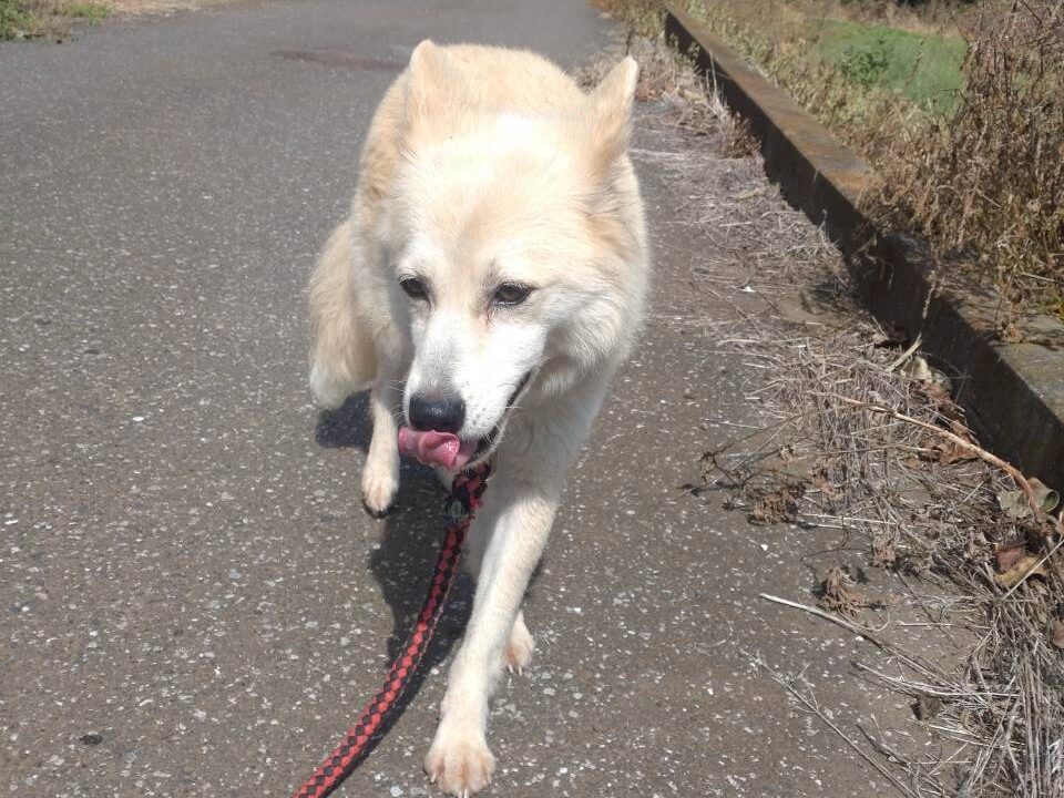 保護犬