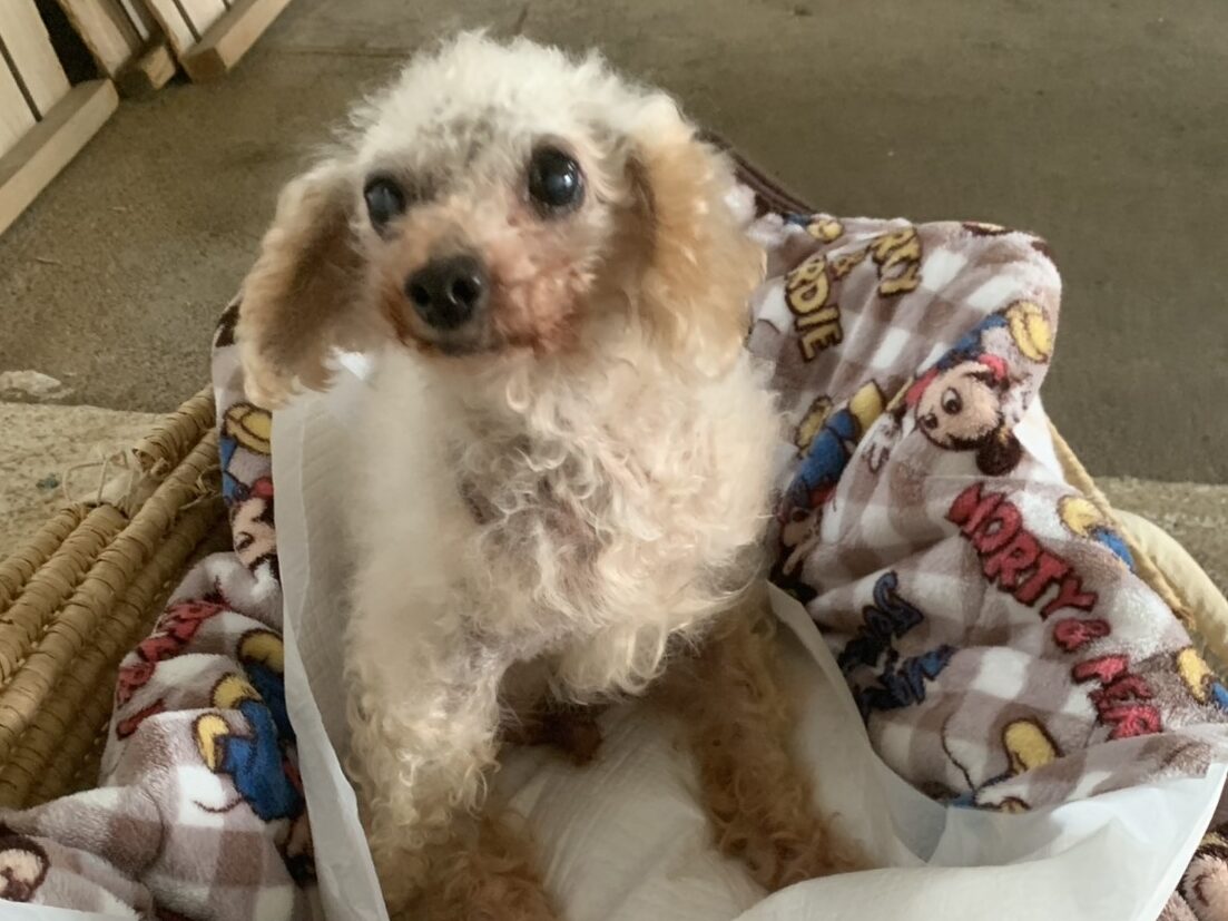 保護犬