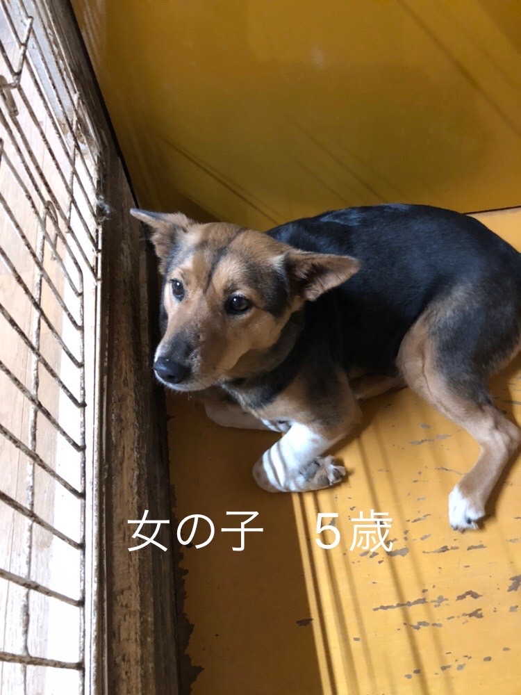 保護犬