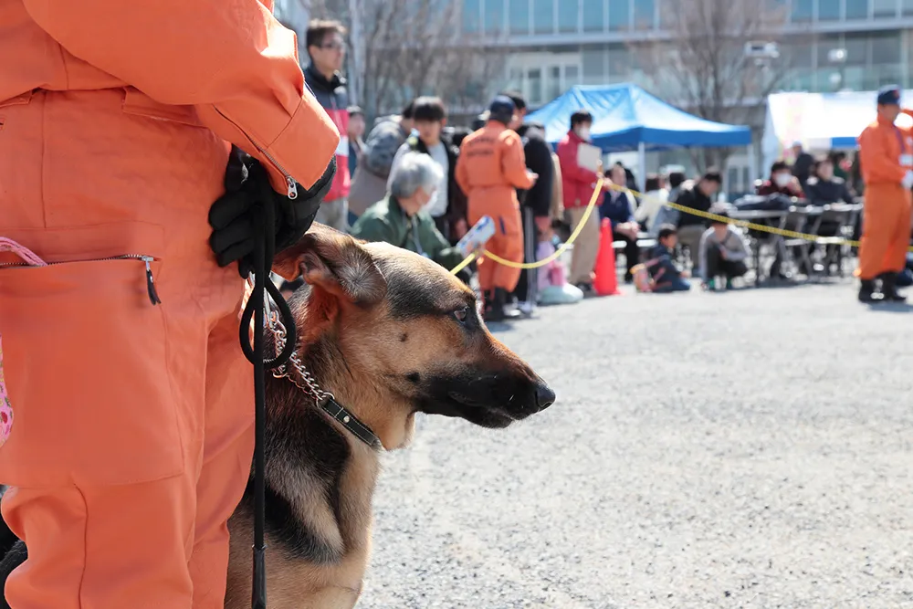 保護犬