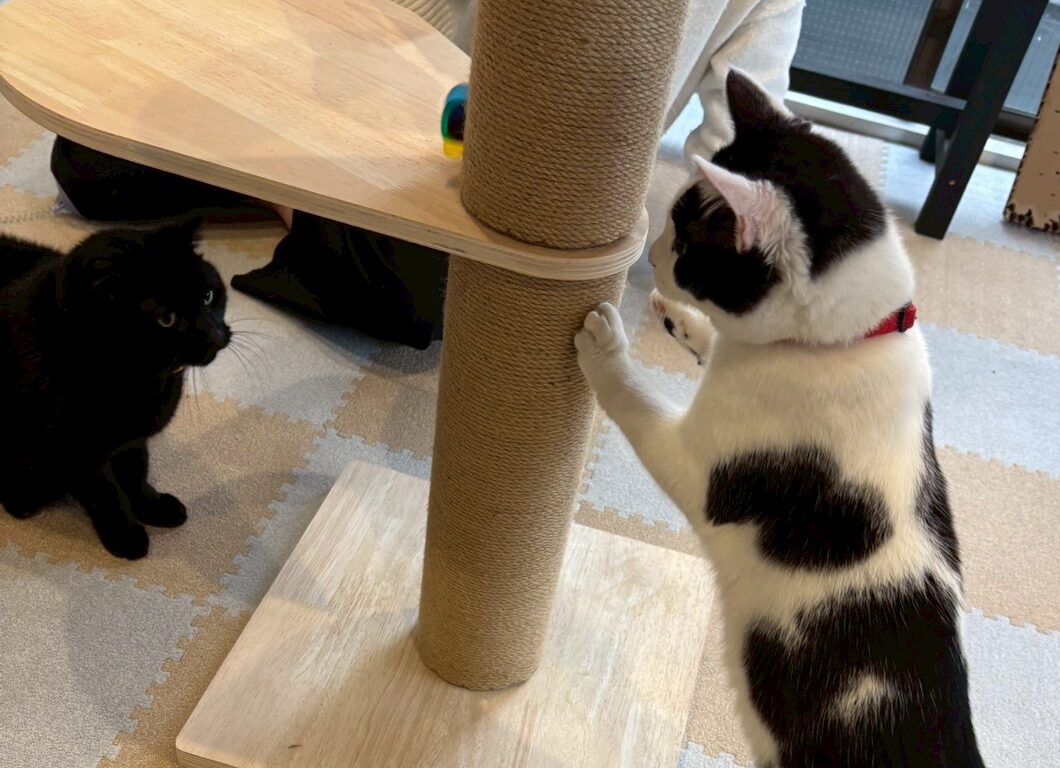 保護猫
