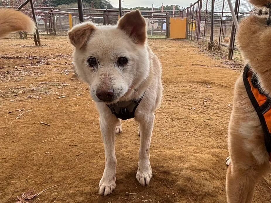 保護犬