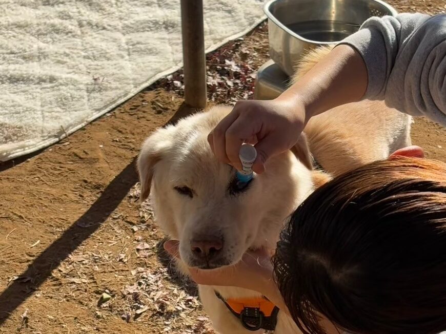 保護犬