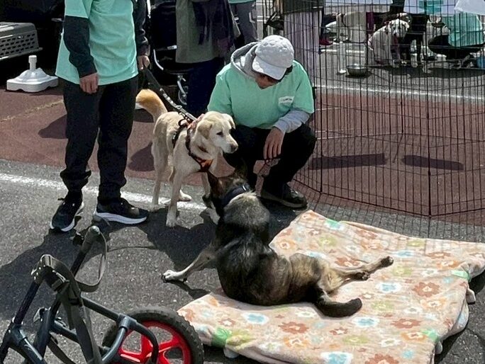 ペットとの災害時