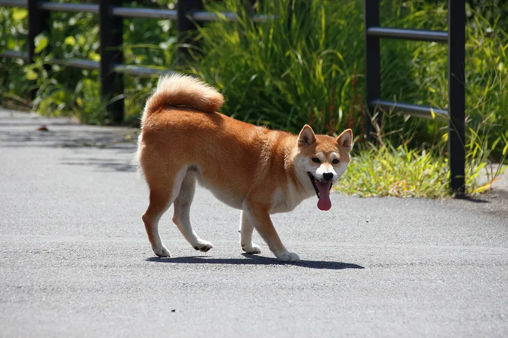 野犬