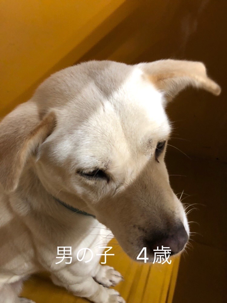 保護犬