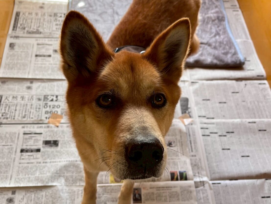 保護犬