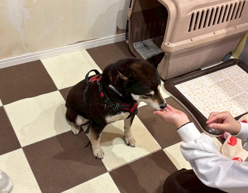 保護犬