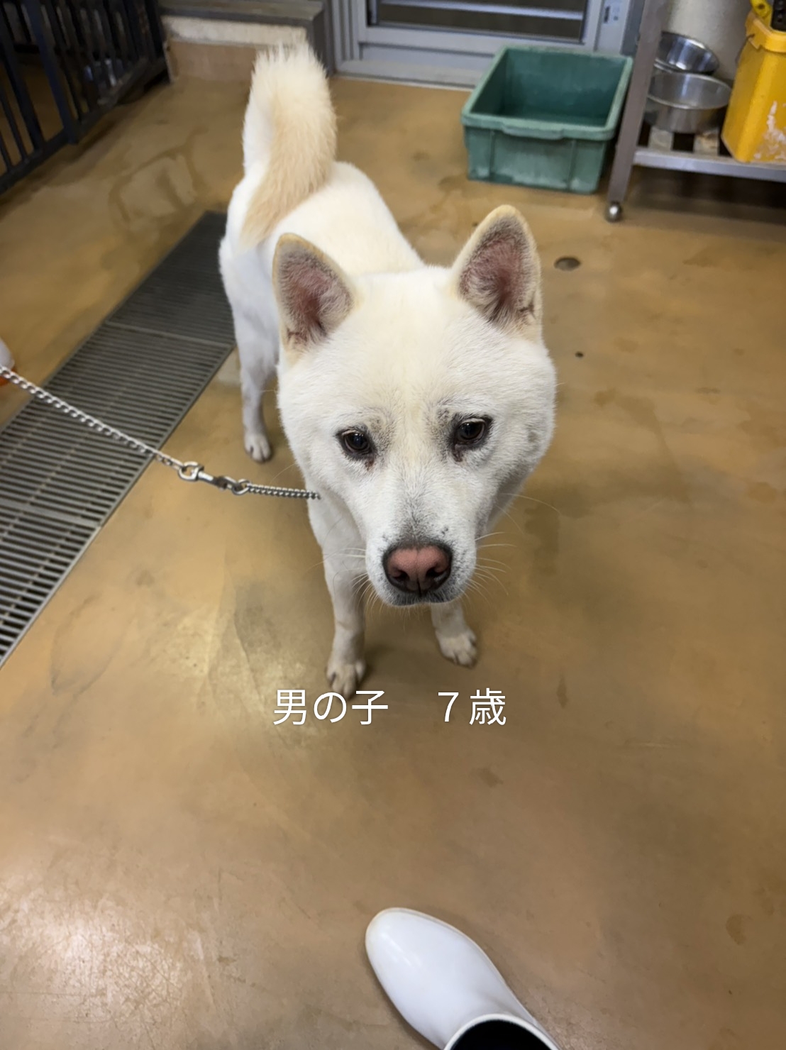 保護犬