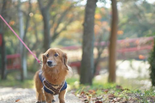 保護犬