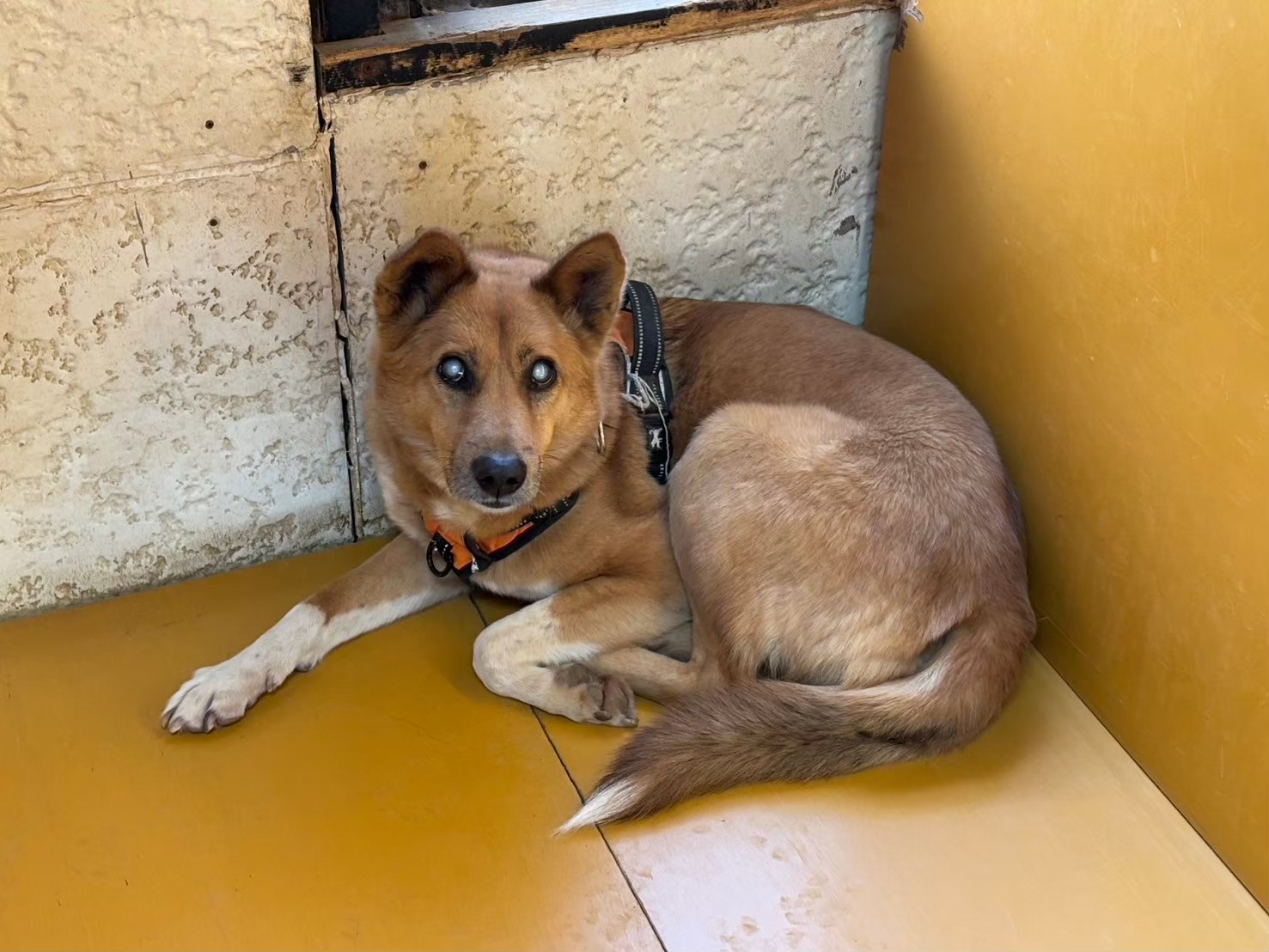 保護犬