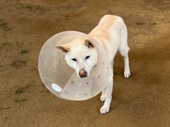 保護犬