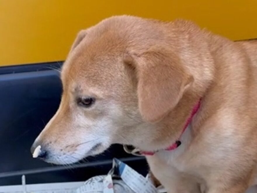 保護犬