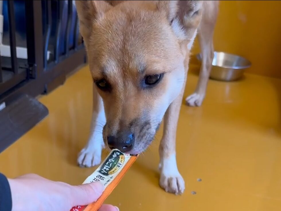 保護犬