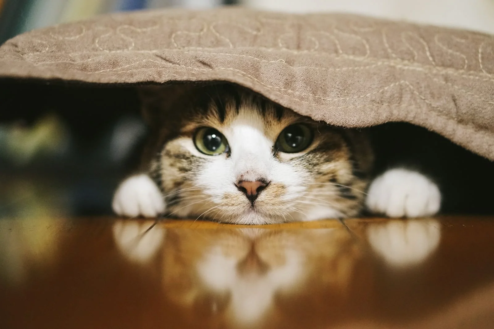 保護犬