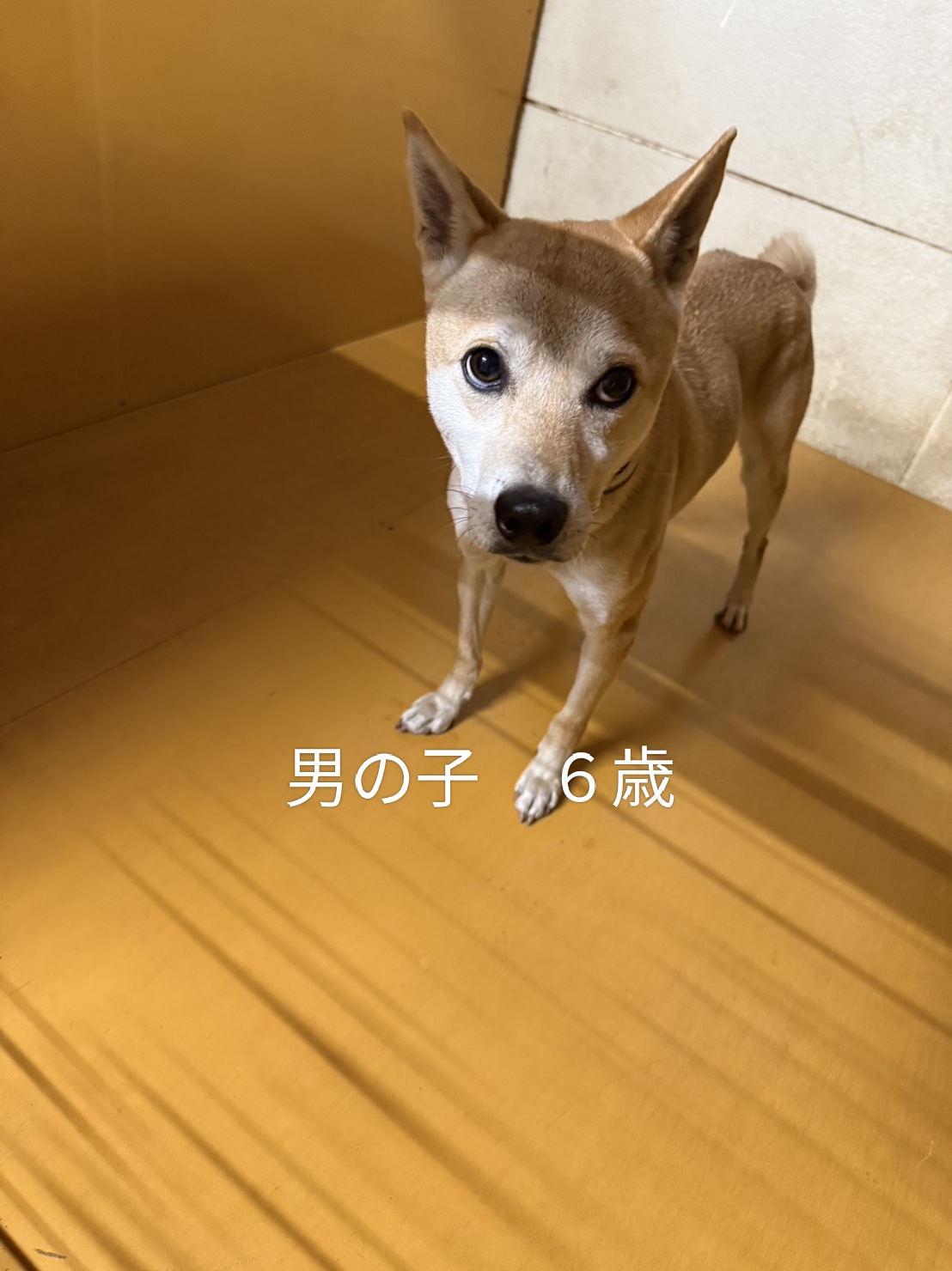 保護犬