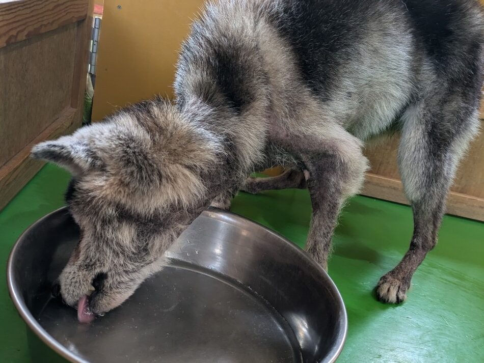 保護犬の食事