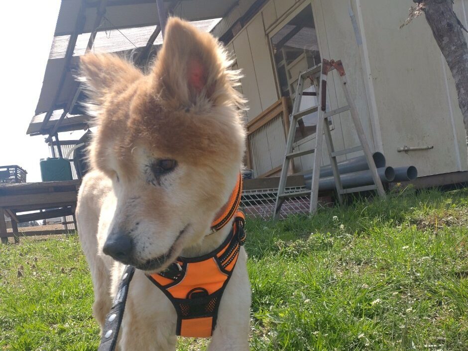 保護犬